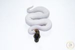 6665 1.0 ORANGE DREAM PIEBALD - Image 3