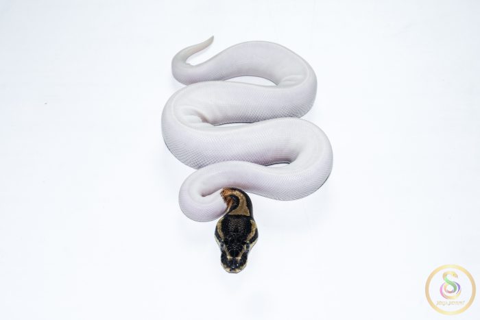 6665-3 6665 1.0 ORANGE DREAM PIEBALD - Image 3