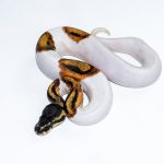 6666 1.0 SUPER ORANGE DREAM PIEBALD