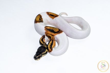 6666 1.0 SUPER ORANGE DREAM PIEBALD
