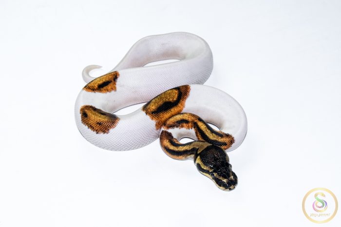 6666-2 6666 1.0 SUPER ORANGE DREAM PIEBALD - Image 2