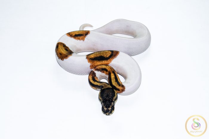 6666-3 6666 1.0 SUPER ORANGE DREAM PIEBALD - Image 3