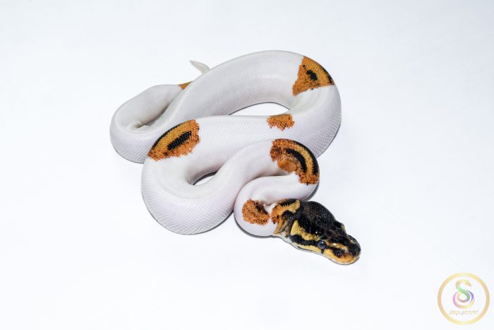 6667-2 6667 1.0 SUPER ORANGE DREAM YELLOW BELLY PIEBALD - Image 2
