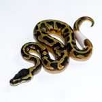 6669 0.1 ENCHI PIEBALD