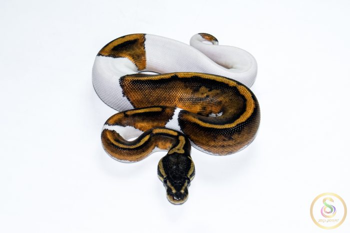 6670-3 6670 1.0 HUFFMAN PIEBALD - Image 3