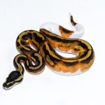 6671 1.0 HUFFMAN ENCHI PIEBALD