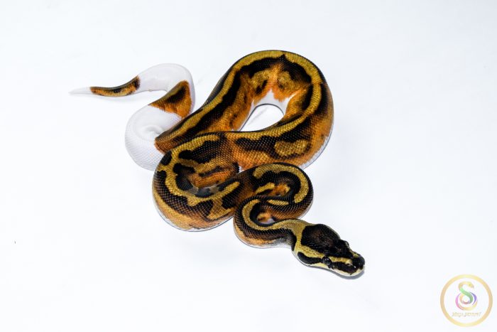 6671 1.0 HUFFMAN ENCHI PIEBALD - Image 2