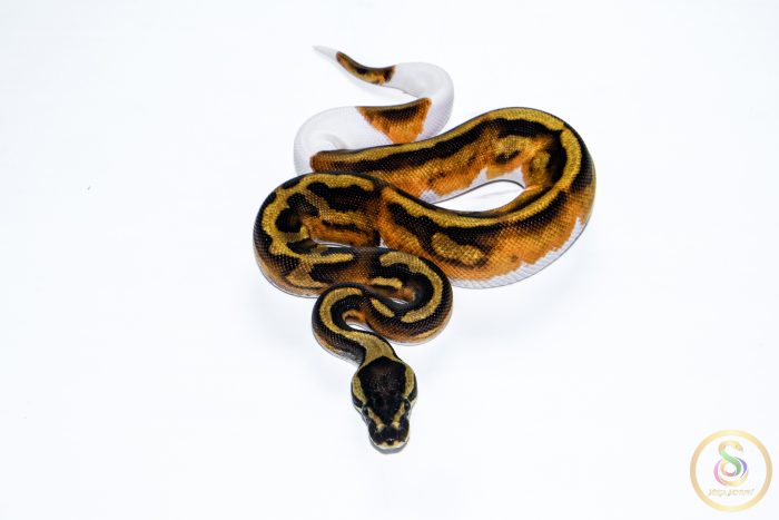 6671 1.0 HUFFMAN ENCHI PIEBALD - Image 3