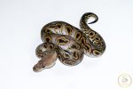 6672 0.1 BLACK PASTEL (BARNHART LINE) GHI CLOWN