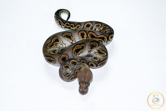 6672 0.1 BLACK PASTEL (BARNHART LINE) GHI CLOWN - Image 3