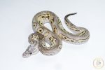 6673 0.1 BLACK PASTEL (BARNHART LINE) MOJAVE PASTEL CLOWN