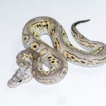6673 0.1 BLACK PASTEL (BARNHART LINE) MOJAVE PASTEL CLOWN