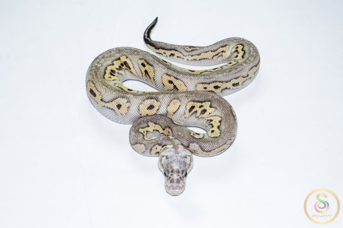 6673 0.1 BLACK PASTEL (BARNHART LINE) MOJAVE PASTEL CLOWN - Image 3