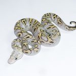 6674 0.1 GHI MOJAVE PASTEL CLOWN