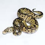 6675 1.0 GHI PASTEL CLOWN