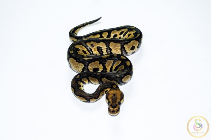 6676 0.1 BLACKHEAD CLOWN - Image 3