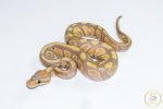 6677 0.1 BANANA BLACKHEAD H. CLOWN