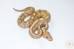 6677 0.1 BANANA BLACKHEAD H. CLOWN - Image 2