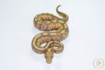 6677 0.1 BANANA BLACKHEAD H. CLOWN - Image 3