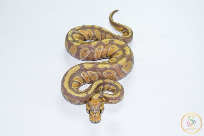 6677-3 6677 0.1 BANANA BLACKHEAD H. CLOWN - Image 3