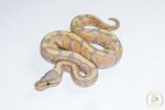6678 0.1 BANANA HET CLOWN