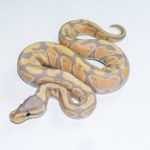 6678 0.1 BANANA HET CLOWN