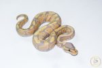 6678 0.1 BANANA HET CLOWN - Image 2