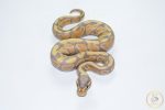 6678 0.1 BANANA HET CLOWN - Image 3