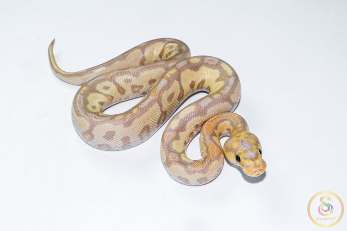 6680 1.0 BANANA BLACKHEAD CLOWN (FEMALE MAKER) - Image 2