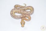6680 1.0 BANANA BLACKHEAD CLOWN (FEMALE MAKER) - Image 3
