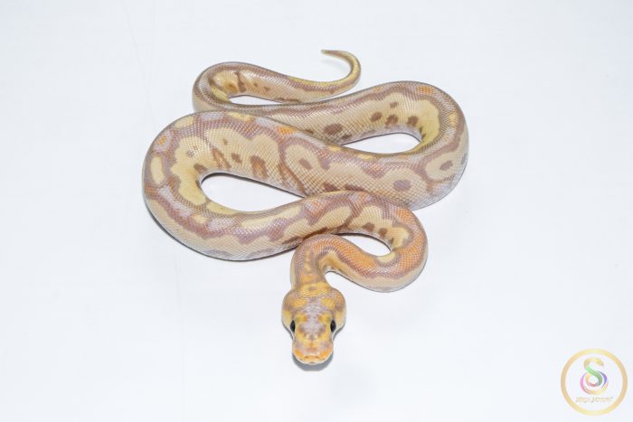 6680 1.0 BANANA BLACKHEAD CLOWN (FEMALE MAKER) - Image 3