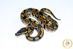 6681 1.0 NORMAL HET CLOWN