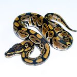 6681 1.0 NORMAL HET CLOWN