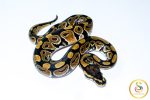 6681 1.0 NORMAL HET CLOWN - Image 2