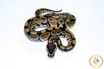 6681 1.0 NORMAL HET CLOWN - Image 3