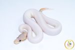 6682 0.1 BANANA CINNAMON PIEBALD