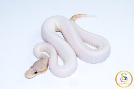 6682 0.1 BANANA CINNAMON PIEBALD