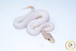 6682 0.1 BANANA CINNAMON PIEBALD - Image 2