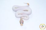 6682 0.1 BANANA CINNAMON PIEBALD - Image 3