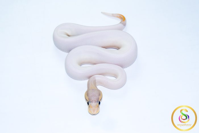 6682-3 6682 0.1 BANANA CINNAMON PIEBALD - Image 3