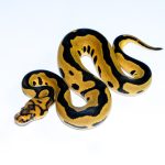 6683 0.1 LEOPARD GRAVEL CLOWN