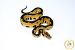 6683 0.1 LEOPARD GRAVEL CLOWN - Image 2