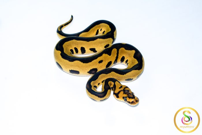 6683-2 6683 0.1 LEOPARD GRAVEL CLOWN - Image 2