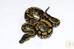 6688 0.1 HONEY HET CLOWN OR CRYPTIC