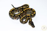 6688 0.1 HONEY HET CLOWN OR CRYPTIC - Image 2