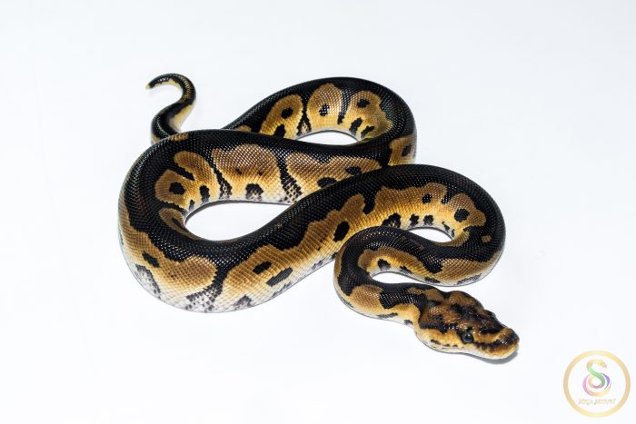 6689 1.0 HONEY CLOWN - Image 2