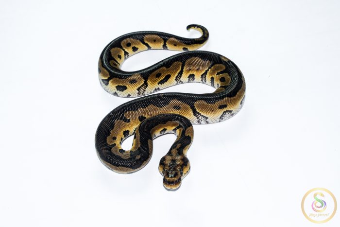 6689 1.0 HONEY CLOWN - Image 3