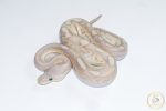 6690 1.0 BANANA CINNAMON MOJAVE CRYPTON FMK