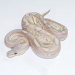 6690 1.0 BANANA CINNAMON MOJAVE CRYPTON FMK