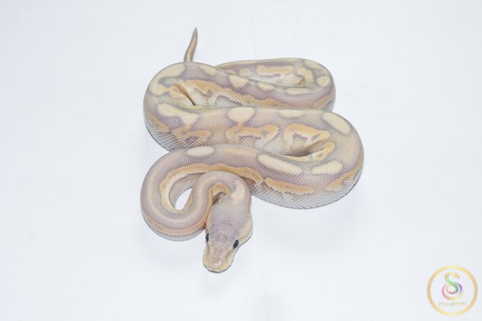 6690 1.0 BANANA CINNAMON MOJAVE CRYPTON FMK - Image 2